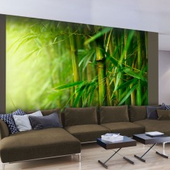 Artgeist Fototapete - Dschungel - Bambus