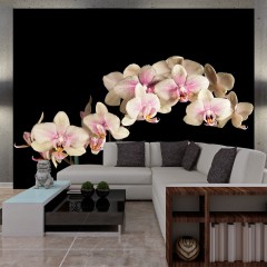 Artgeist Fototapete - Blühende Orchideen auf dunklem Hintergrund