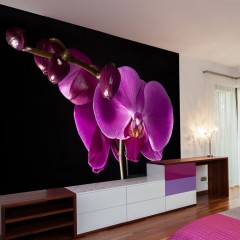 Artgeist Fototapete - elegant  Orchidee