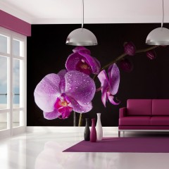 Artgeist Fototapete - stilvoll  Orchidee