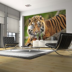 Artgeist Fototapete - Sumatra -Tiger
