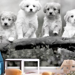 Artgeist Fototapete - Four Puppies