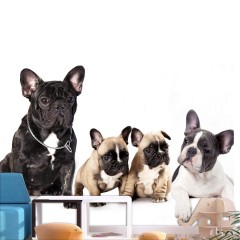 Artgeist Fototapete - French Dogs