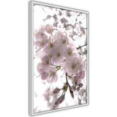 Poster - Cherry Blossoms [Poster]