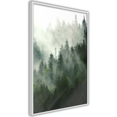 Poster - Coniferous Forest [Poster]