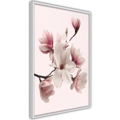 Poster - Delicate Magnolias [Poster]