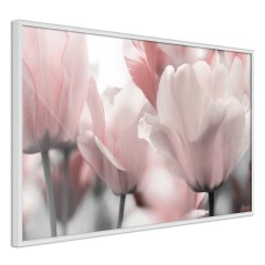 Poster - Fabulous Tulips [Poster]