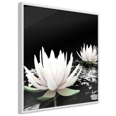 Poster - Lotus Flowers [Poster]
