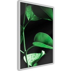 Poster - Plant in Black [Poster]