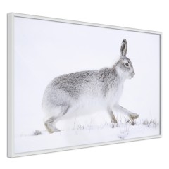 Poster - Rabbit