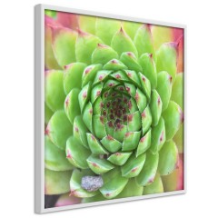 Poster - Succulent (Square) [Poster]