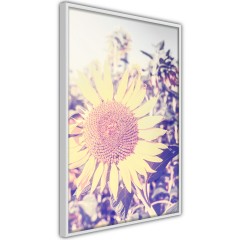 Poster - Sunflower [Poster]