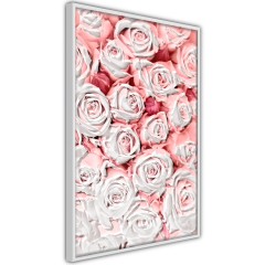 Poster - White Roses [Poster]