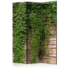 Artgeist 3-teiliges Paravent - Ivy wall [Room Dividers]