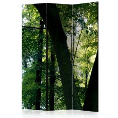 Artgeist 3-teiliges Paravent - Spring in the Park [Room Dividers]