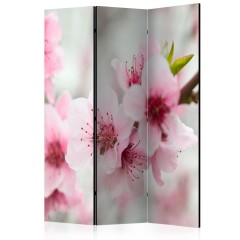 Artgeist 3-teiliges Paravent - Spring, blooming tree - pink flowers [Room Dividers]